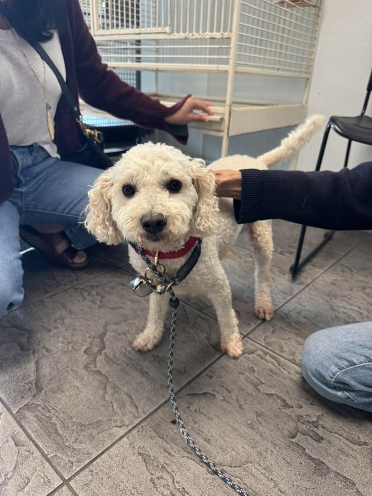 Enlarge Puddles, a Adoptable Poodle in Los Angeles, CA image 3/3