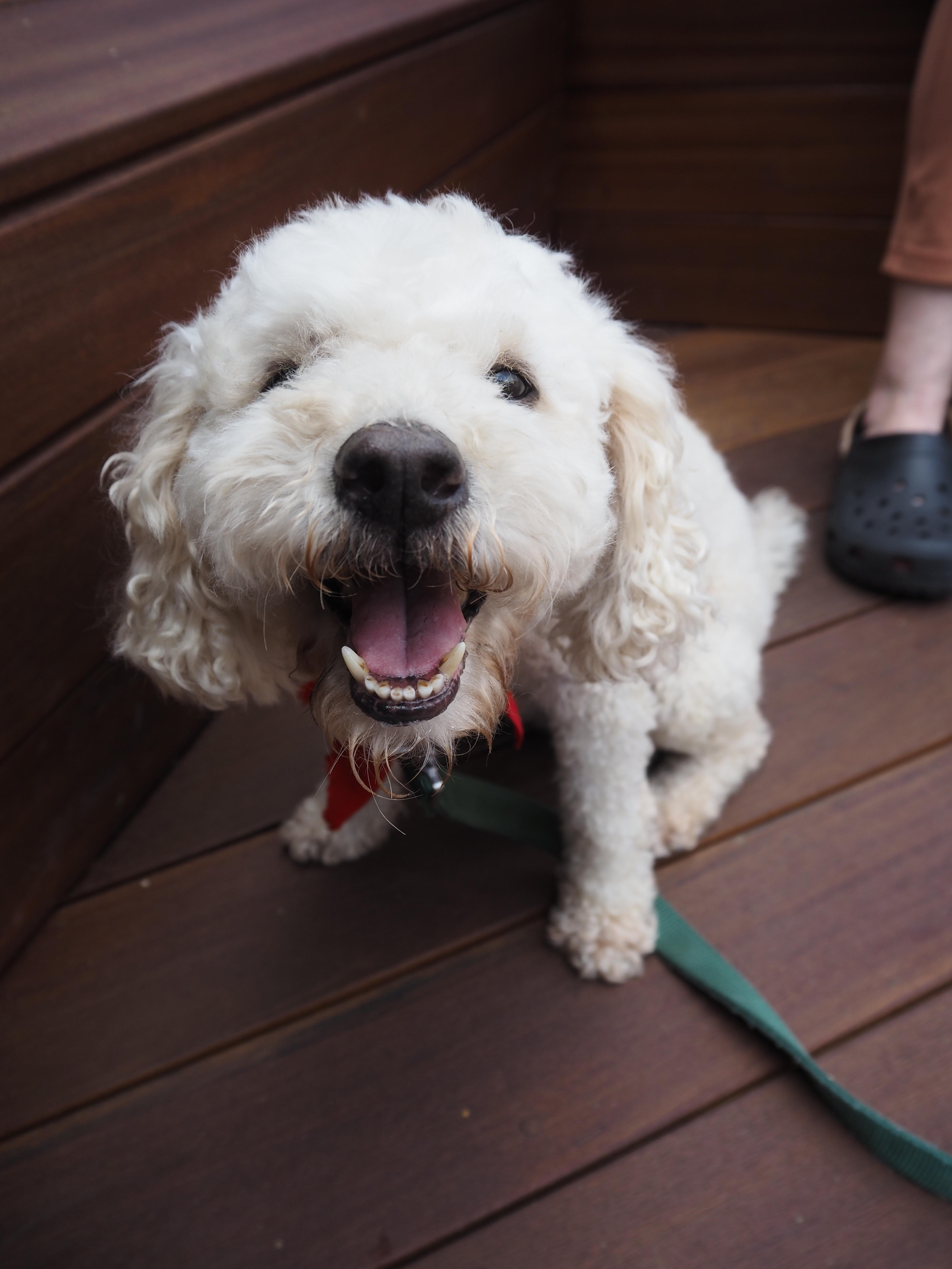 Puddles, Adoptable, Adult Female Poodle.