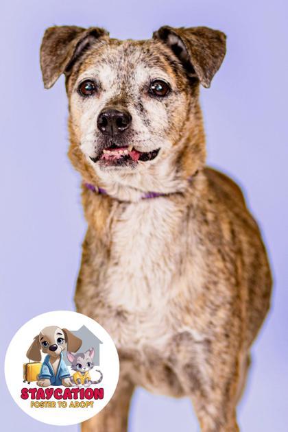 Maddi, a Adoptable mixed breed in Phoenix, AZ image 3/3
