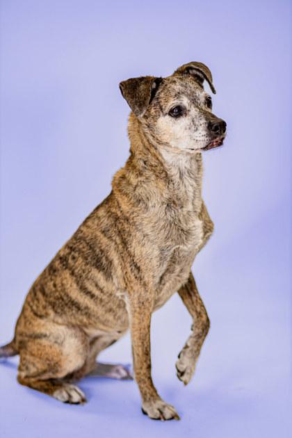 Enlarge Maddi, a Adoptable mixed breed in Phoenix, AZ image 3/3