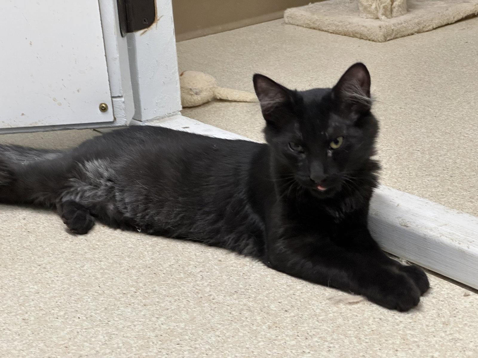 Lord Whimsey, Adoptable, Young Male Domestic Long Hair.