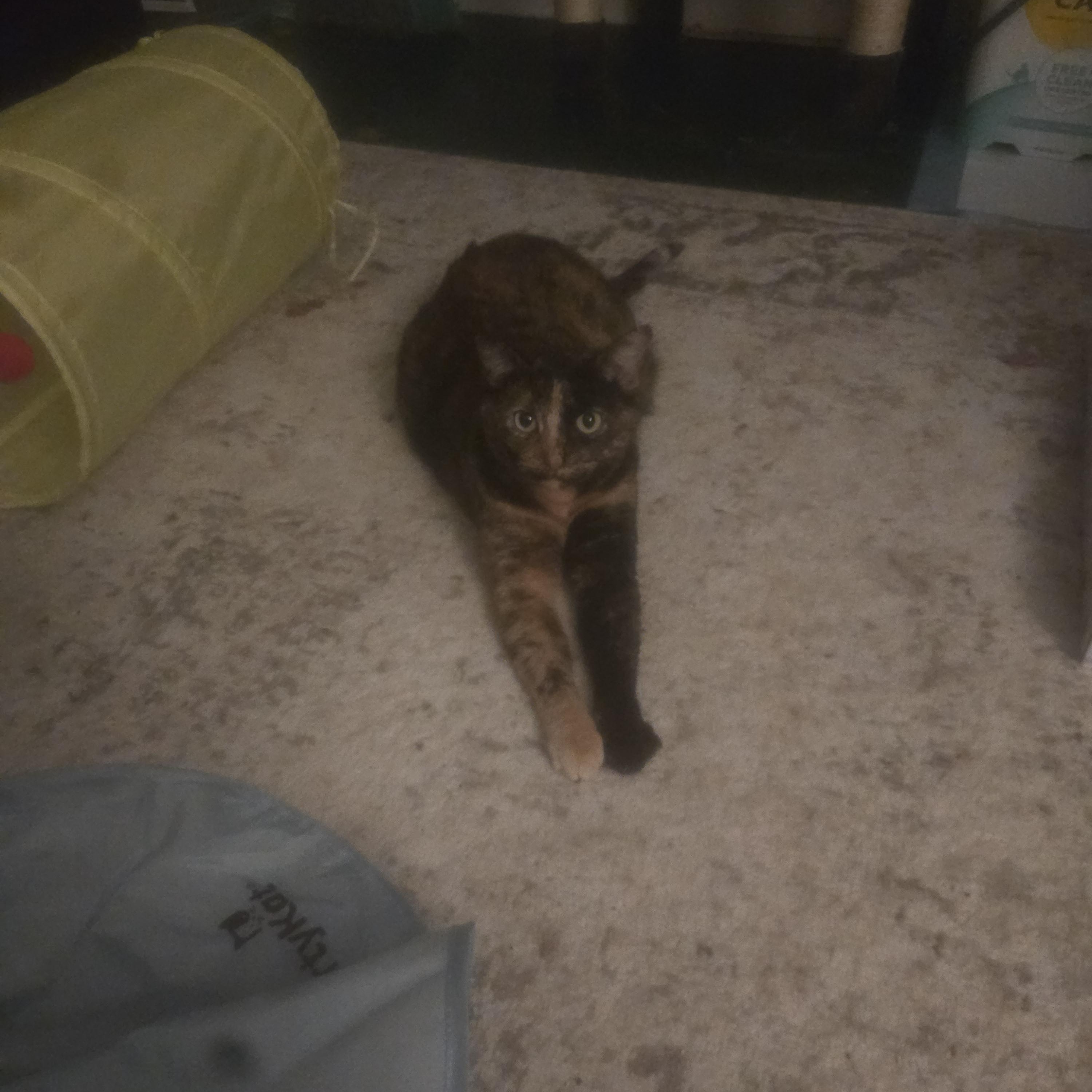 Enlarge Treasure & Tasha, a Adoptable Domestic Short Hair in Rochester, NY image 2/4
