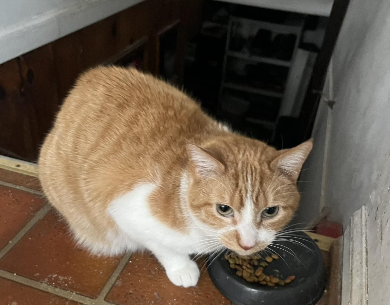 Enlarge Treasure & Tasha, a Adoptable Domestic Short Hair in Rochester, NY image 3/4