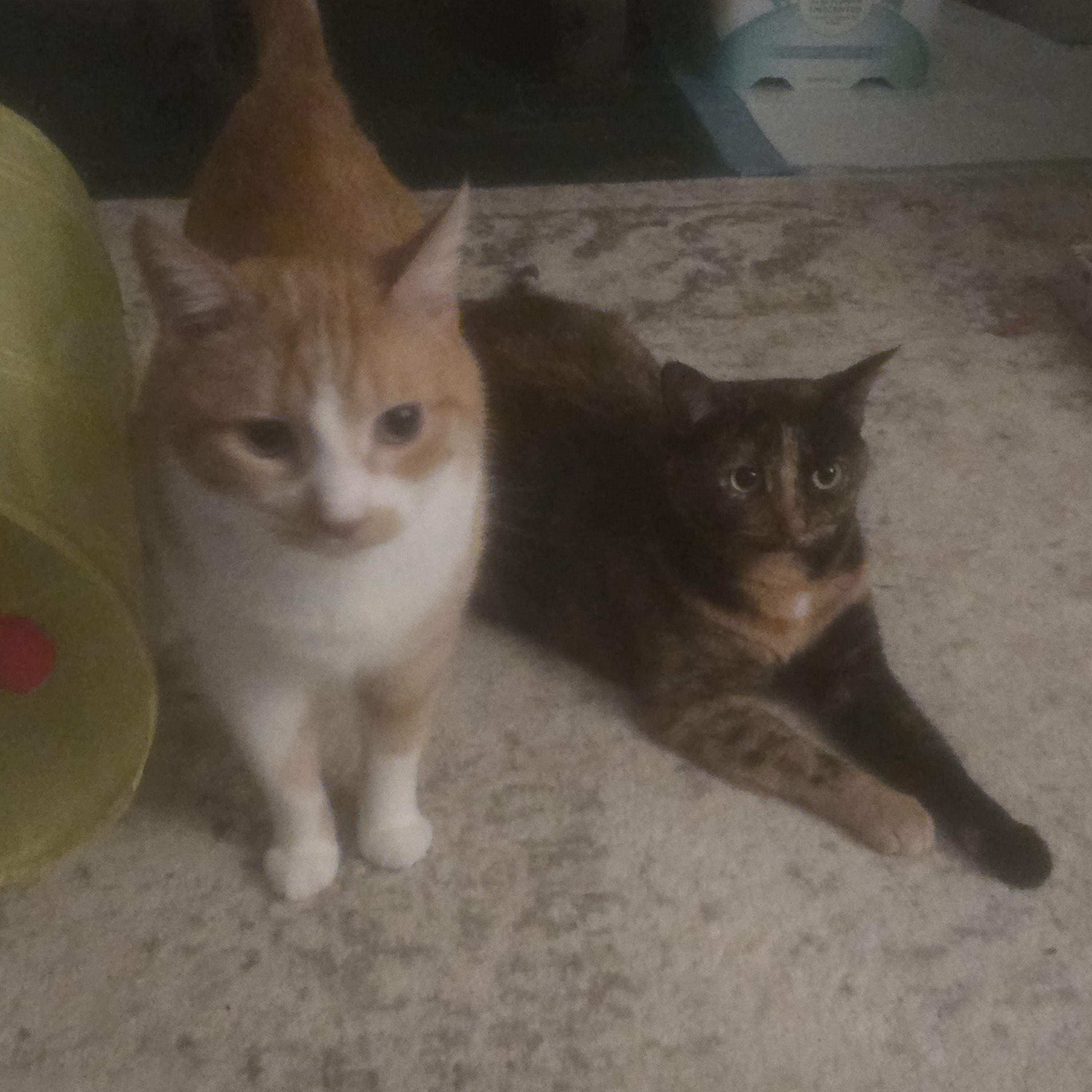 Treasure & Tasha, Adoptable, Adult Male Domestic Short Hair.