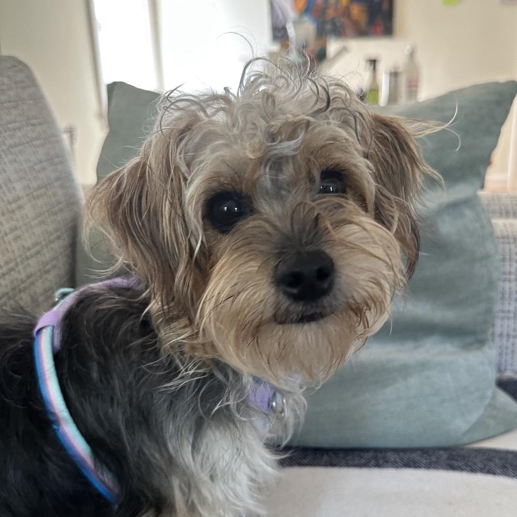 Enlarge Rosie, a Adoptable mixed breed in Peculiar, MO image 1/6