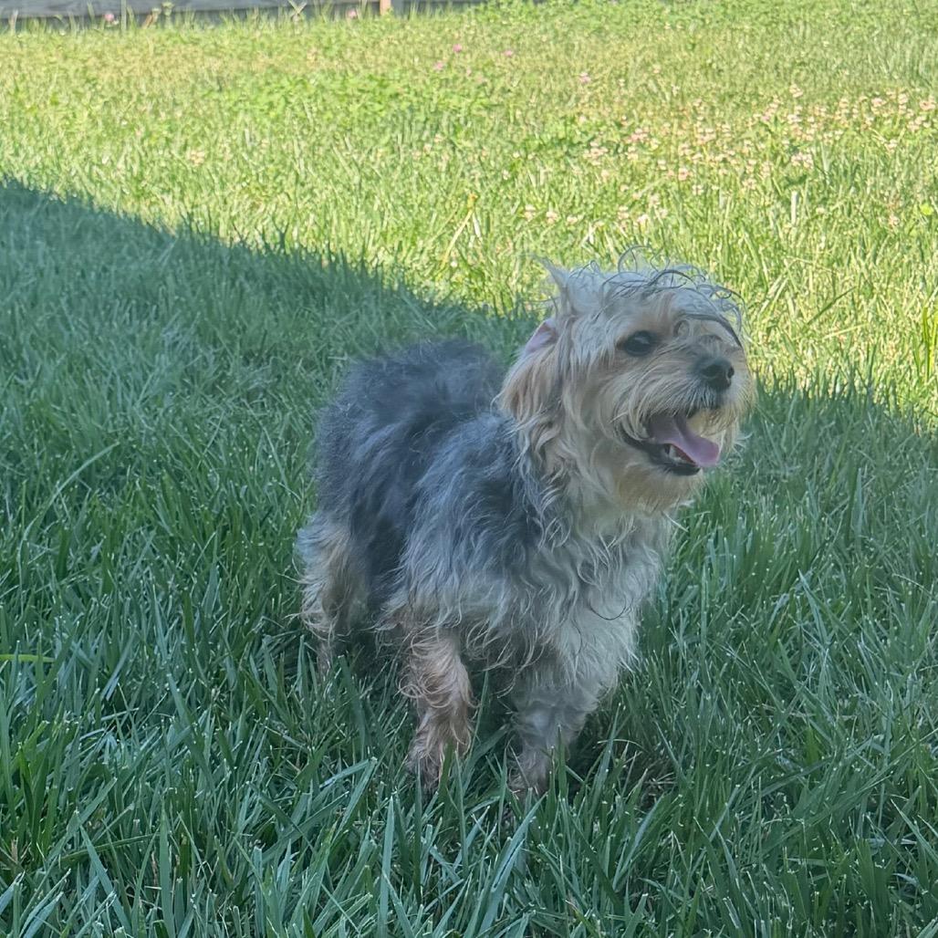 Daisy, a Adoptable mixed breed in Peculiar, MO image 1/6