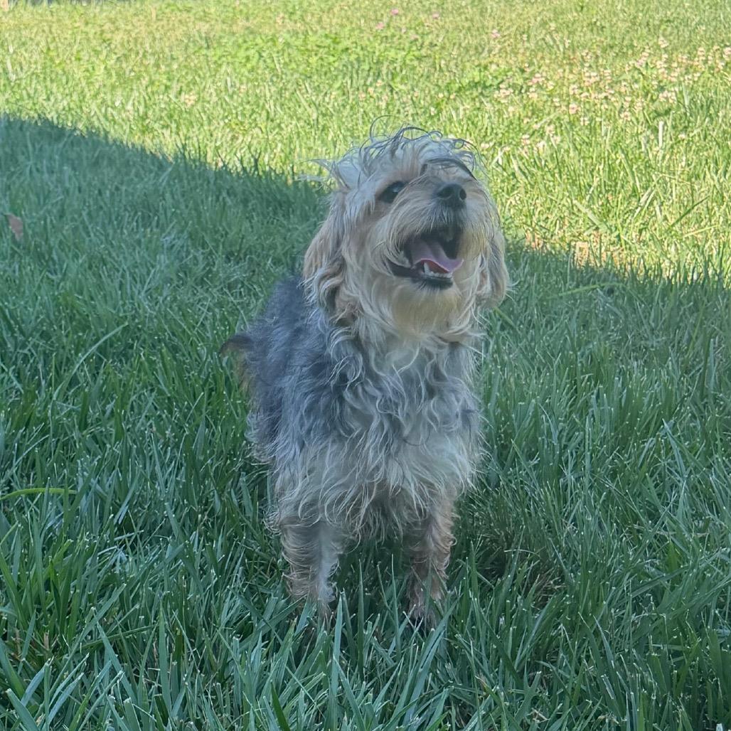 Daisy, a Adoptable mixed breed in Peculiar, MO image 2/6