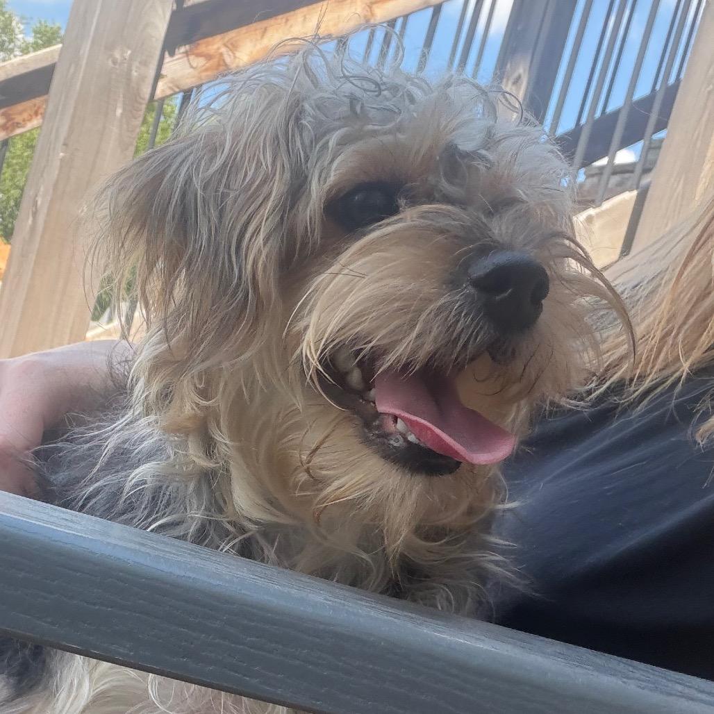 Enlarge Rosie, a Adoptable mixed breed in Peculiar, MO image 4/6