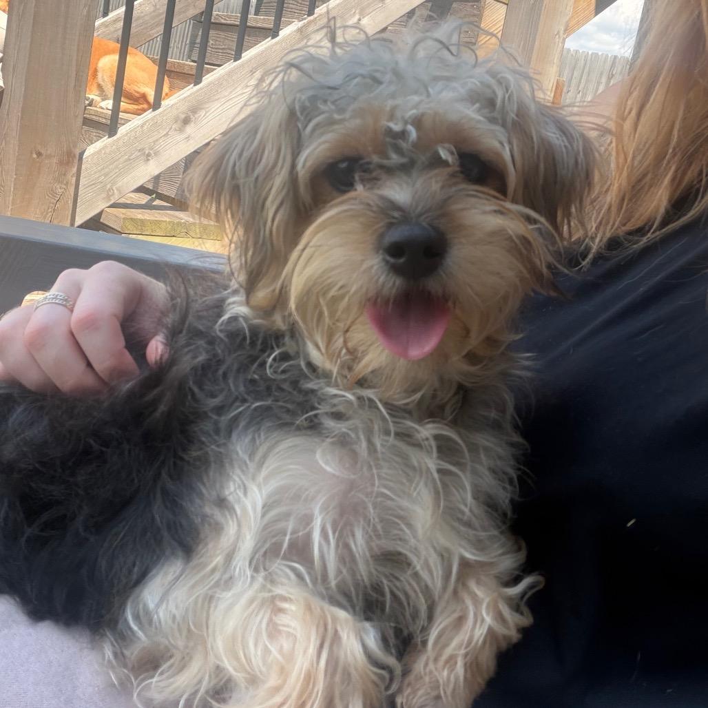 Enlarge Rosie, a Adoptable mixed breed in Peculiar, MO image 5/6