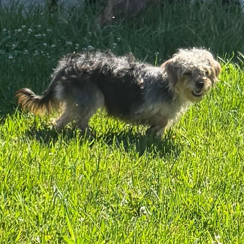 Daisy, a Adoptable mixed breed in Peculiar, MO image 5/6