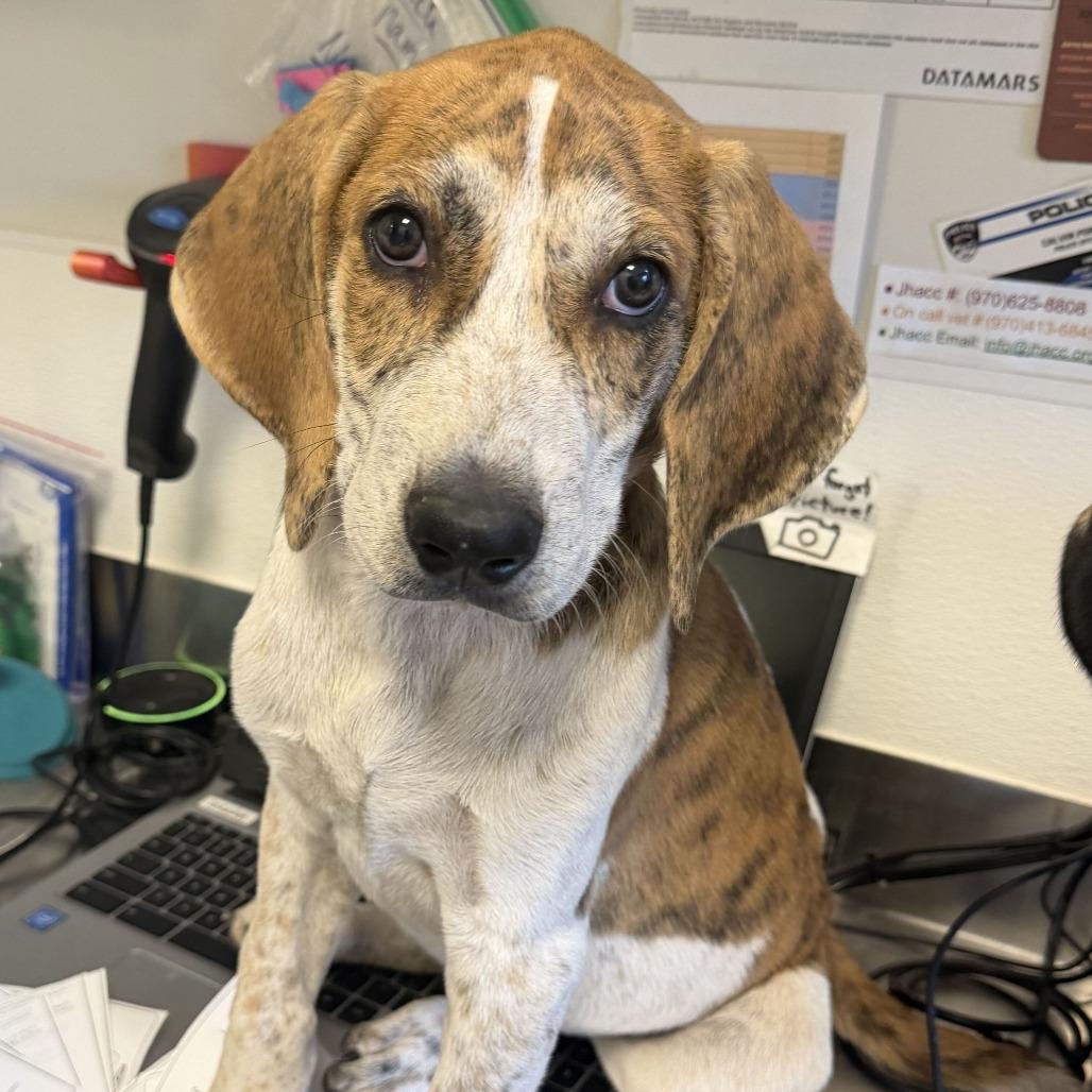 Enlarge Harlan (26-4A-1), a Adoptable mixed breed in Rifle, CO image 1/6