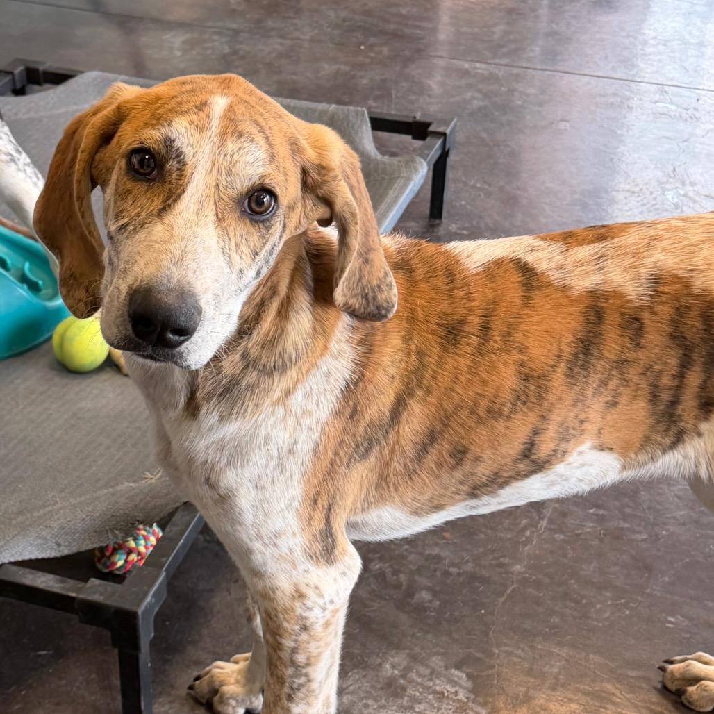 Enlarge Harlan (26-4A-1), a Adoptable mixed breed in Rifle, CO image 2/6