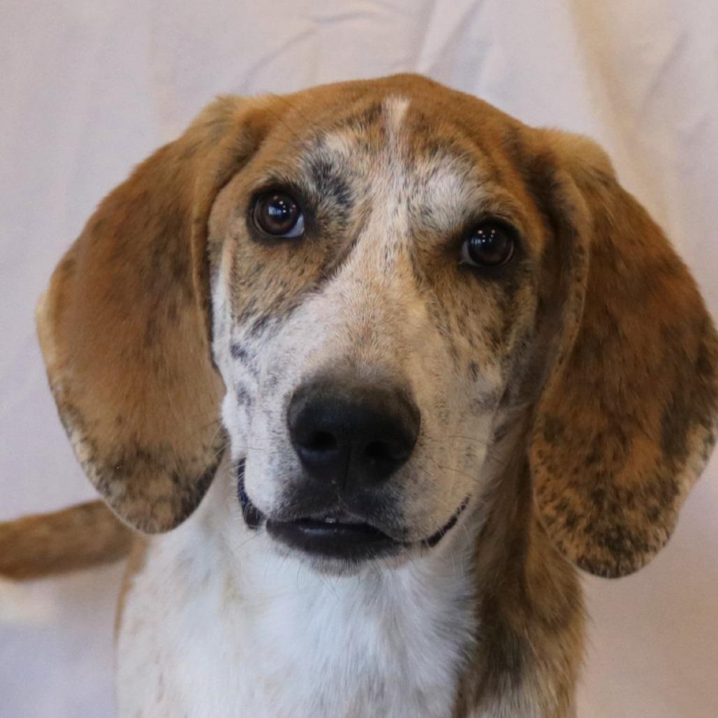 Enlarge Harlan (26-4A-1), a Adoptable mixed breed in Rifle, CO image 3/6