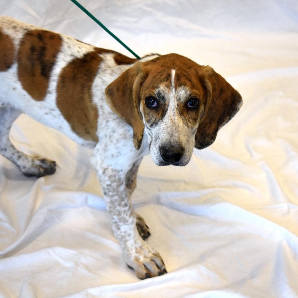 Enlarge Harlan (26-4A-1), a Adoptable mixed breed in Rifle, CO image 4/6