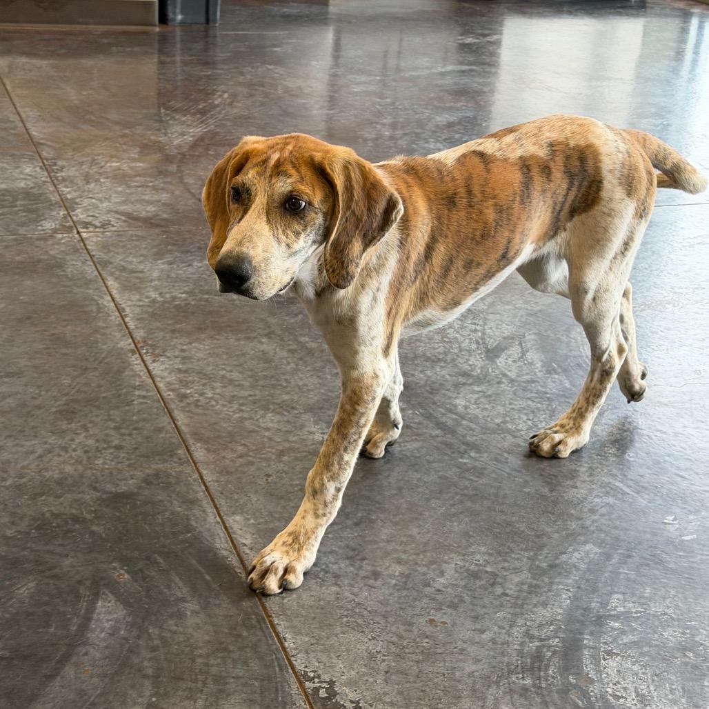 Enlarge Harlan (26-4A-1), a Adoptable mixed breed in Rifle, CO image 5/6