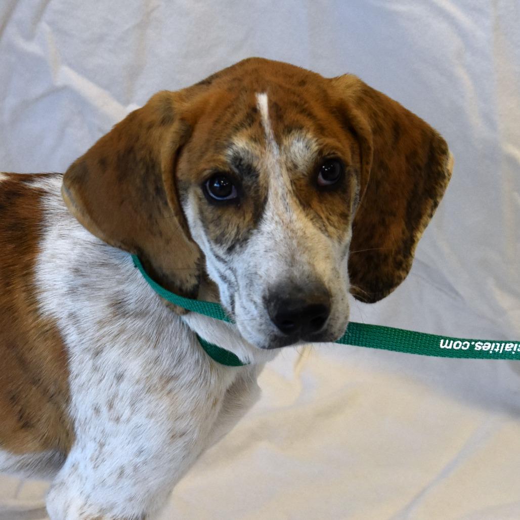 Enlarge Harlan (26-4A-1), a Adoptable mixed breed in Rifle, CO image 6/6