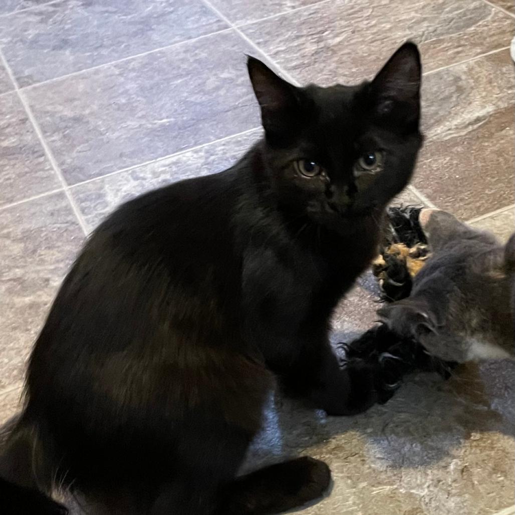 Feydor, Adoptable, Kitten Male Domestic Short Hair.