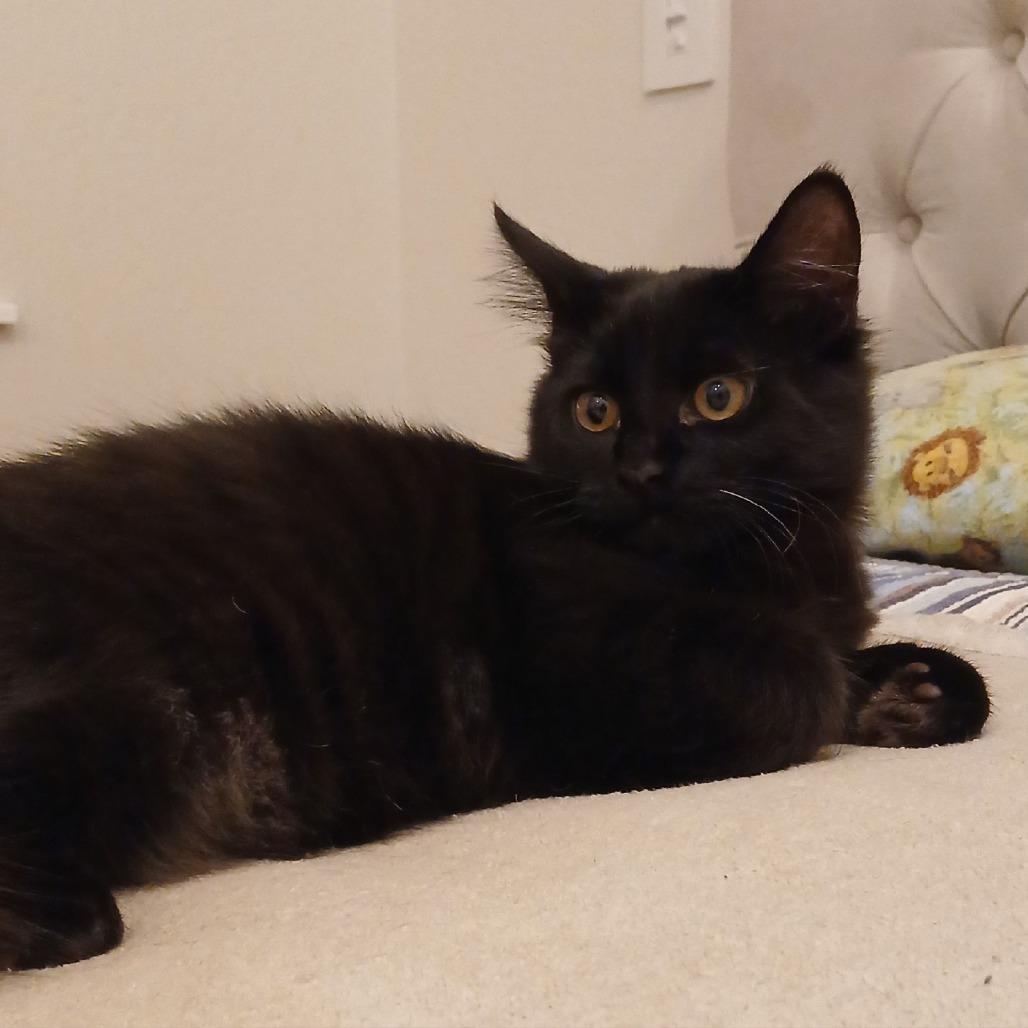 Enlarge Feydor, a Adoptable Domestic Short Hair in Ashland, OR image 2/6