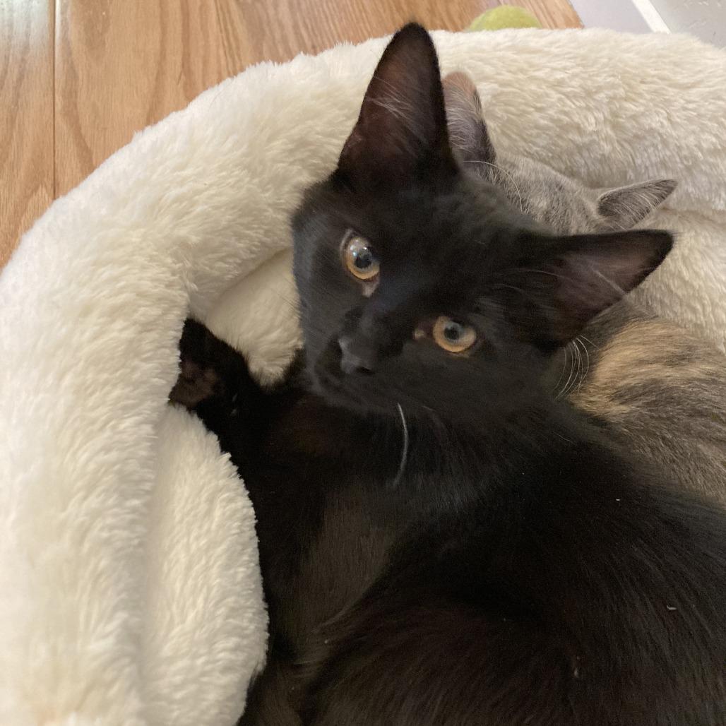 Enlarge Feydor, a Adoptable Domestic Short Hair in Ashland, OR image 3/6