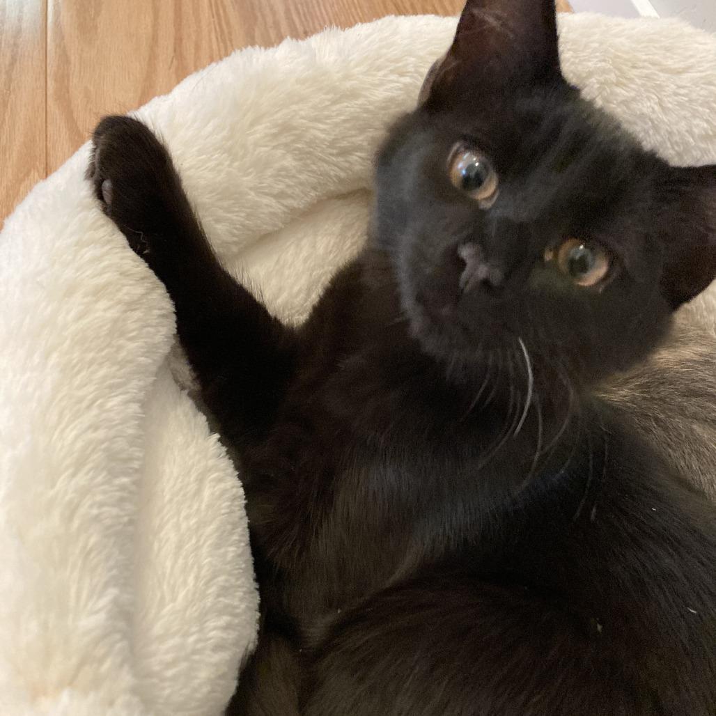 Enlarge Feydor, a Adoptable Domestic Short Hair in Ashland, OR image 4/6