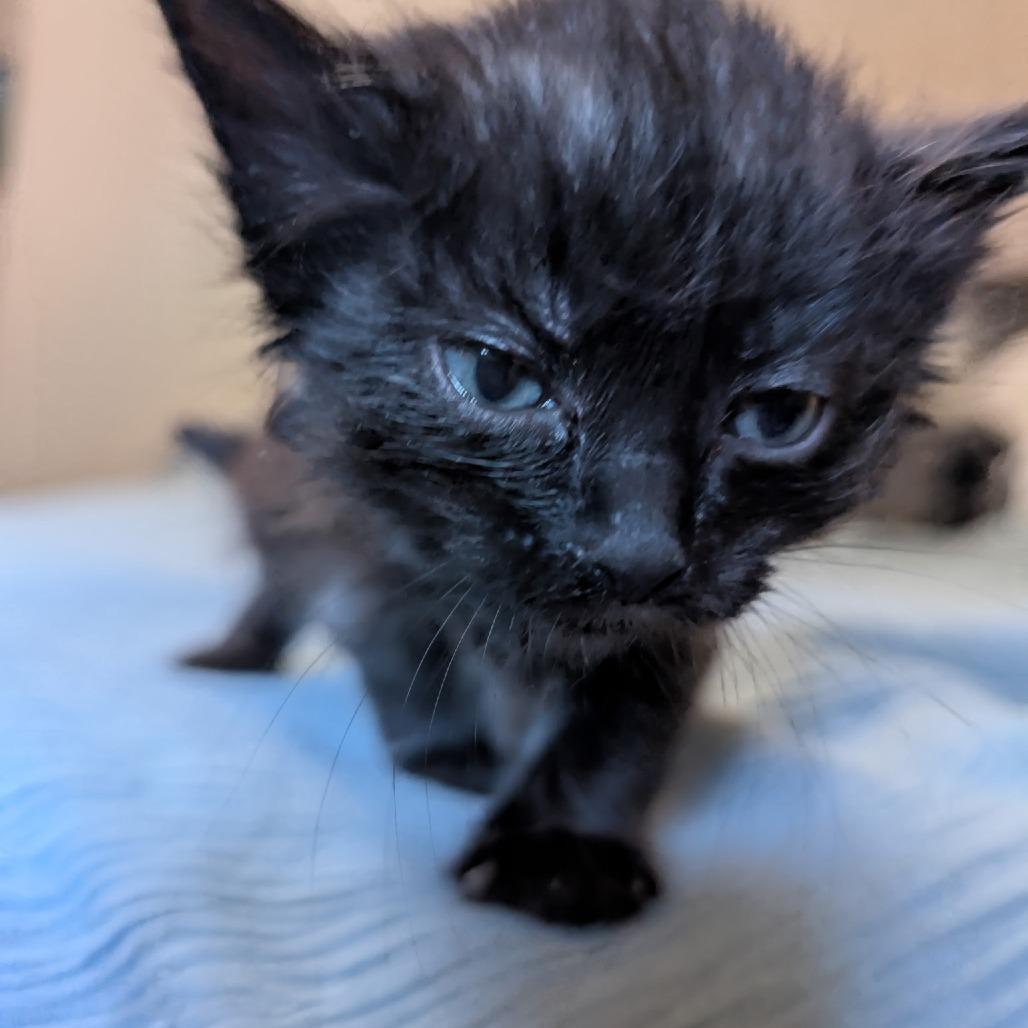 Enlarge Feydor, a Adoptable Domestic Short Hair in Ashland, OR image 5/6