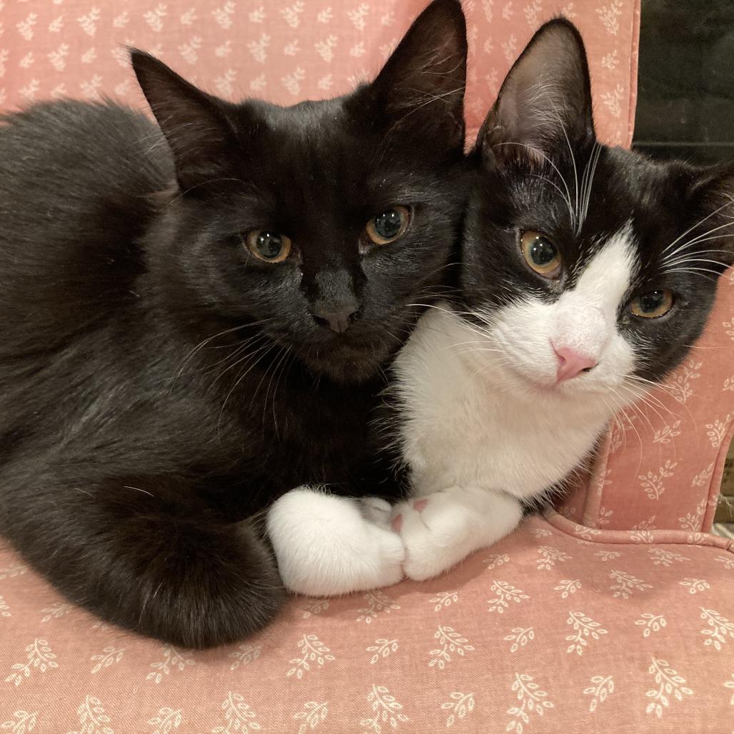 Enlarge Feydor, a Adoptable Domestic Short Hair in Ashland, OR image 6/6