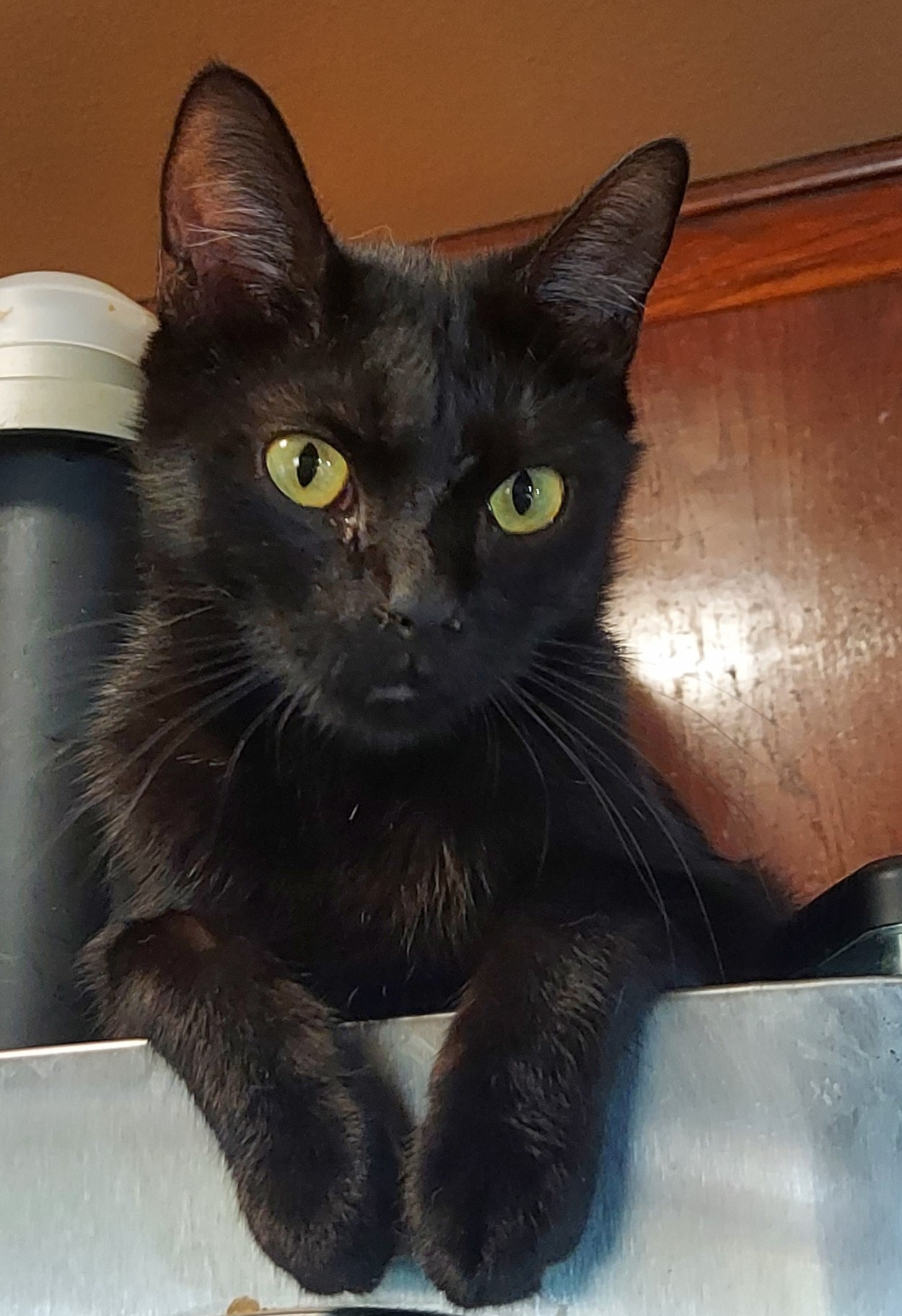 Cat for adoption Juniper, a Domestic Short Hair in RIVERSIDE, CA