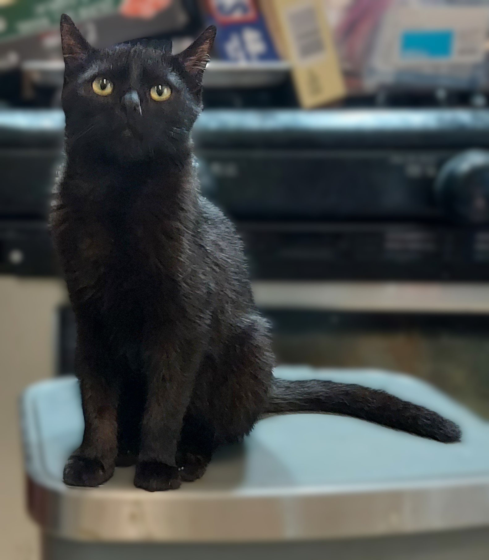 Cat for adoption Juniper, a Domestic Short Hair in RIVERSIDE, CA