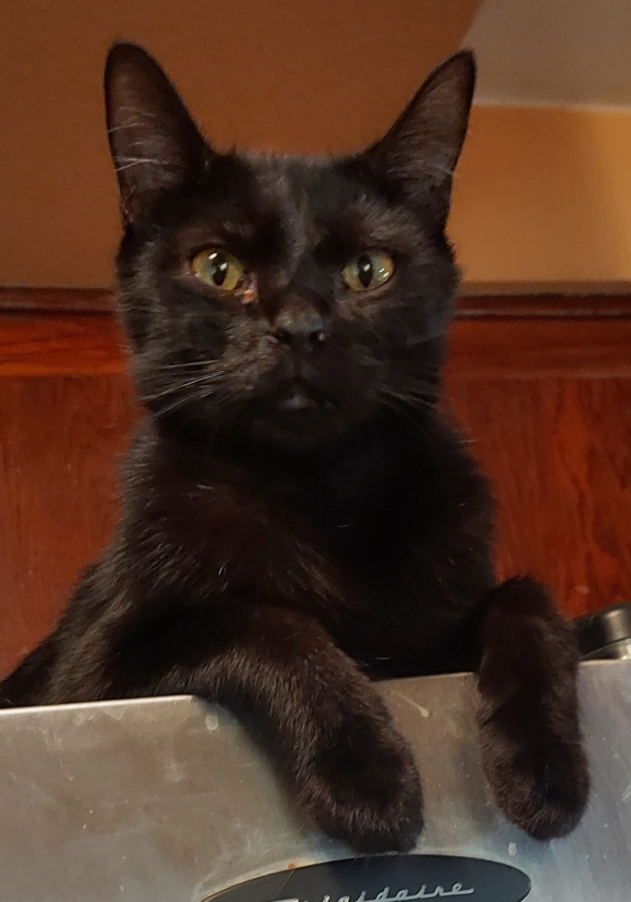 Juniper photo 2
