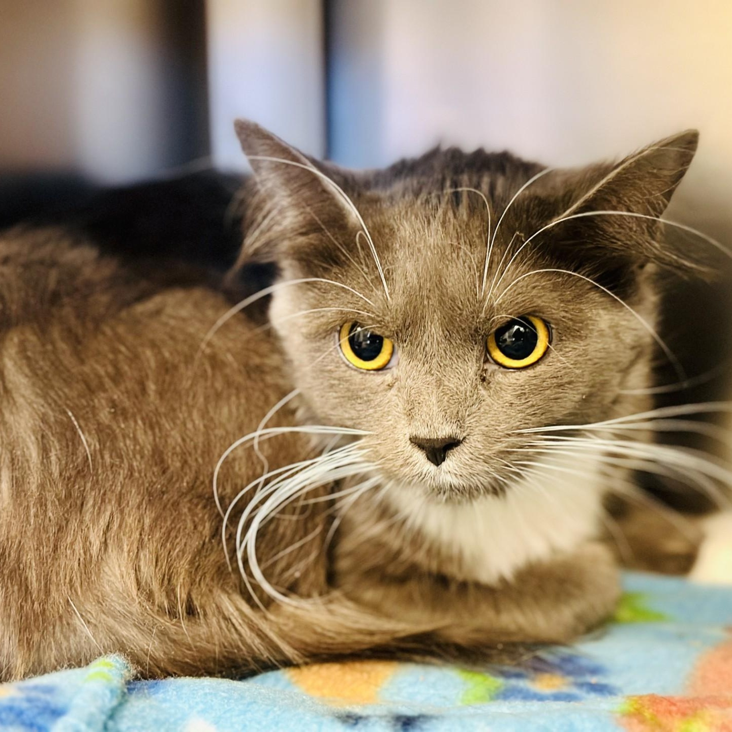 Peanut , ADOPTABLE, Adult Female Domestic Medium Hair.