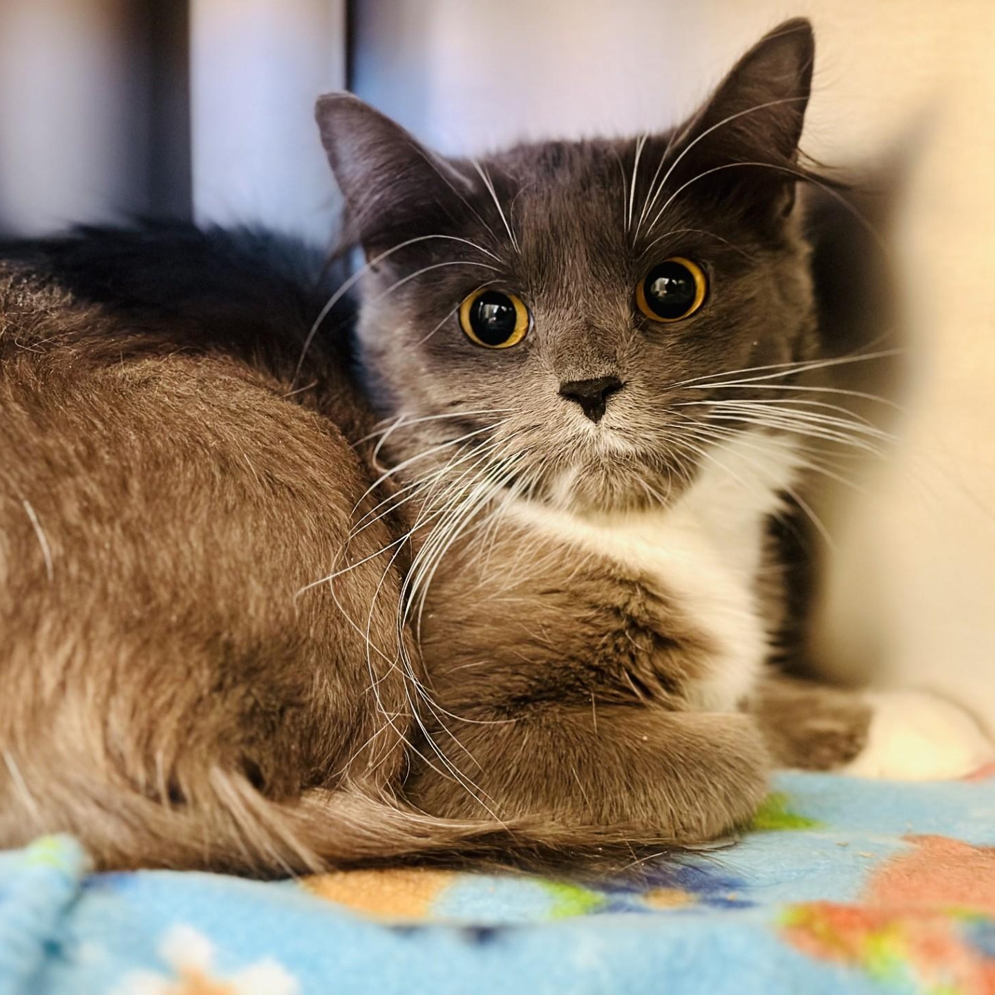 Peanut , a ADOPTABLE Domestic Medium Hair in Manahawkin, NJ image 2/2