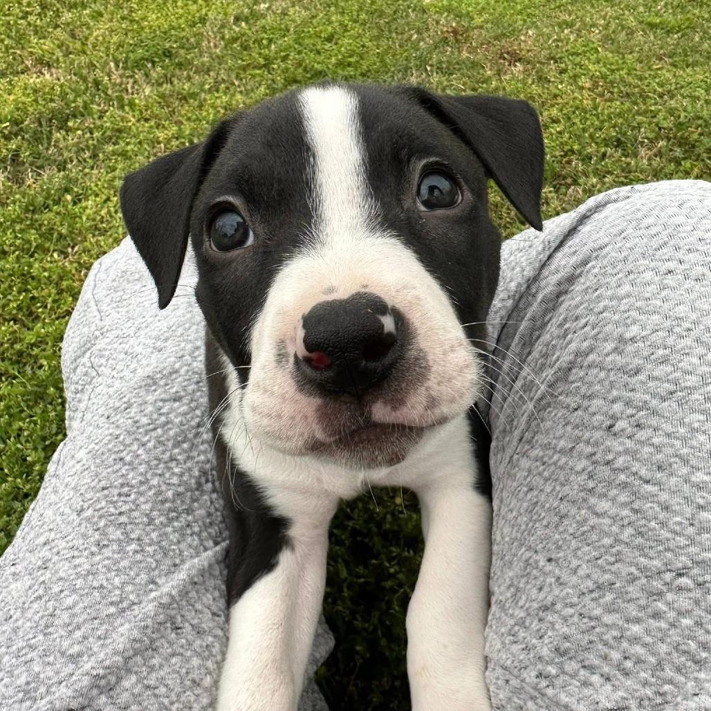 Buttercup, Adoptable, Puppy Female Pit Bull Terrier.