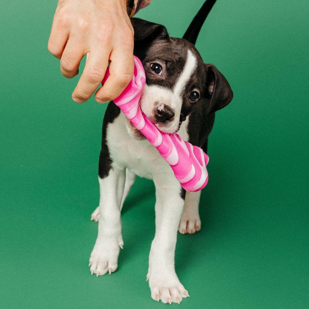 Enlarge Buttercup, a Adoptable Pit Bull Terrier in Fayetteville, AR image 2/6