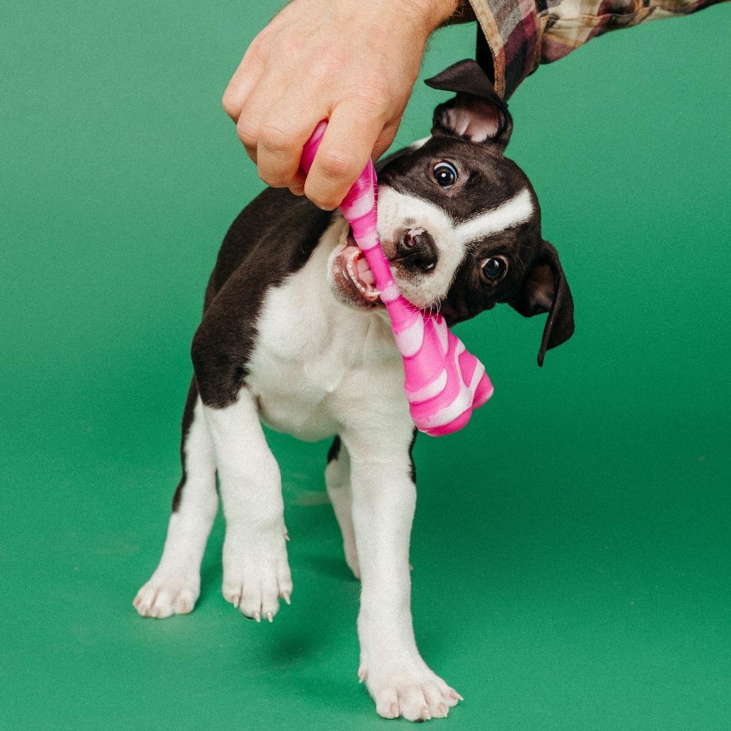 Enlarge Buttercup, a Adoptable Pit Bull Terrier in Fayetteville, AR image 3/6