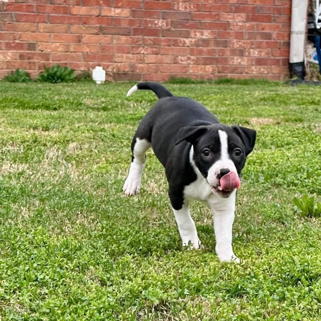 Enlarge Buttercup, a Adoptable Pit Bull Terrier in Fayetteville, AR image 6/6