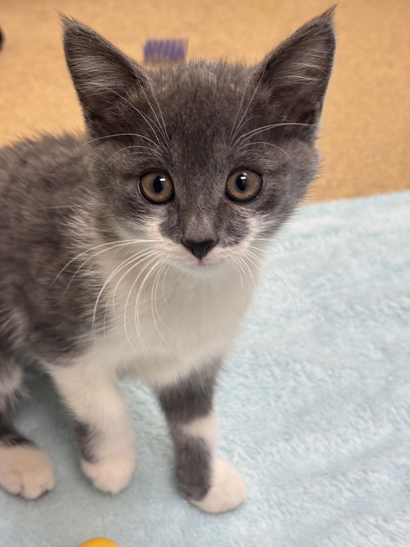 Whisper-pending, Adopted, Kitten Female Domestic Short Hair.