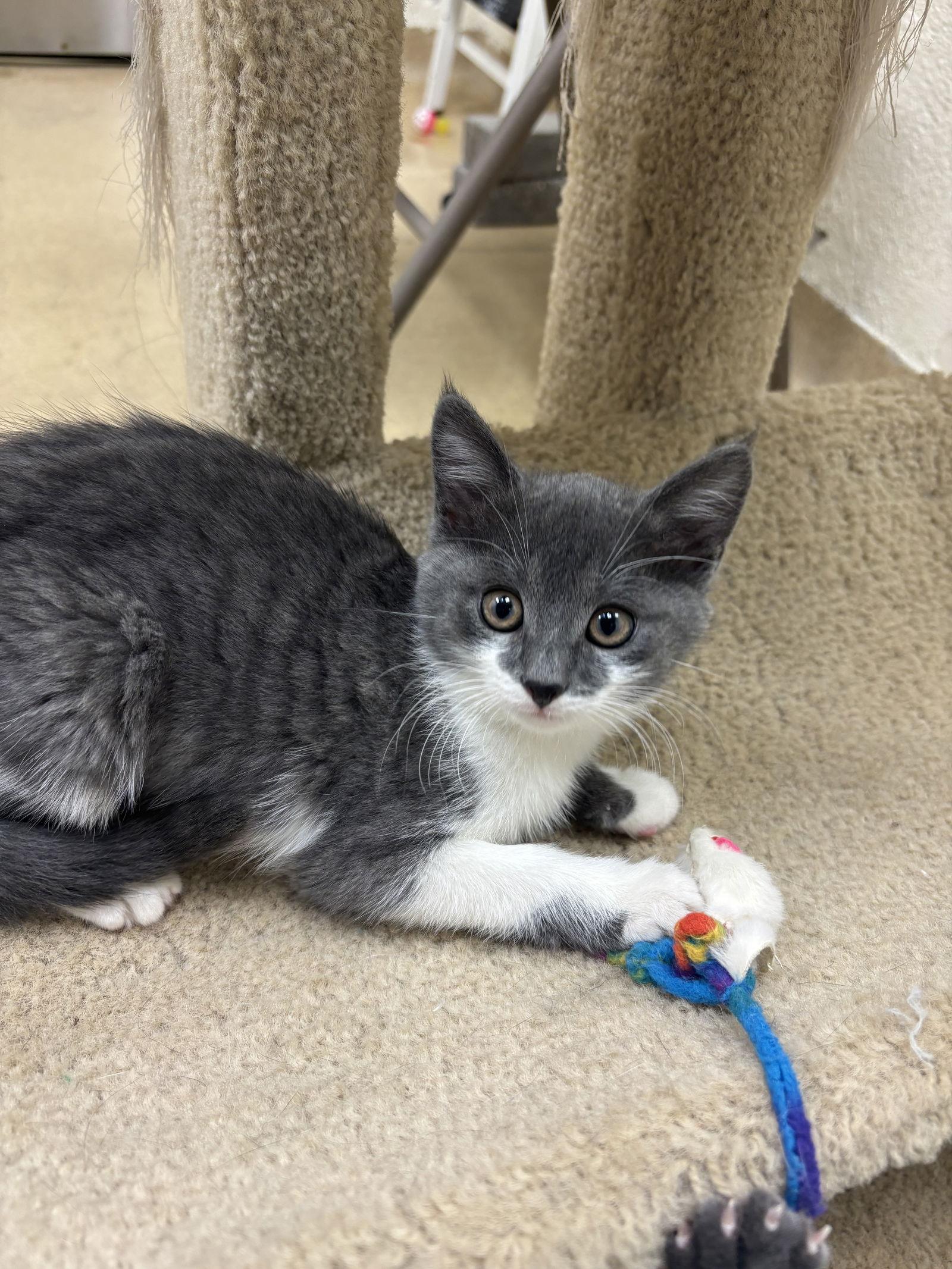 Enlarge Whisper-pending, a Adopted Domestic Short Hair in Brick, NJ image 2/3