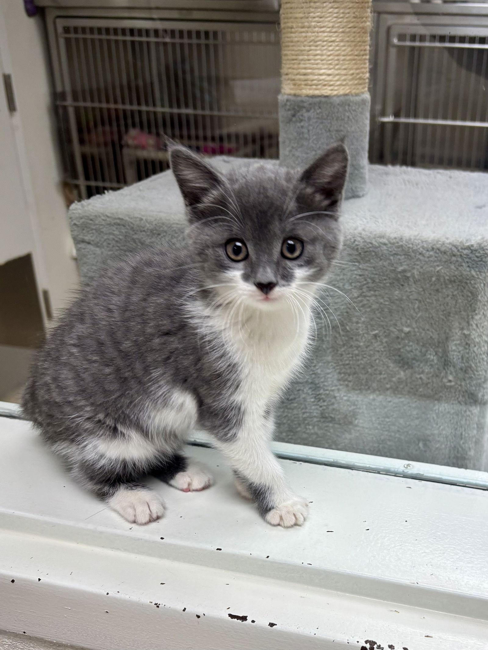 Enlarge Whisper-pending, a Adopted Domestic Short Hair in Brick, NJ image 3/3