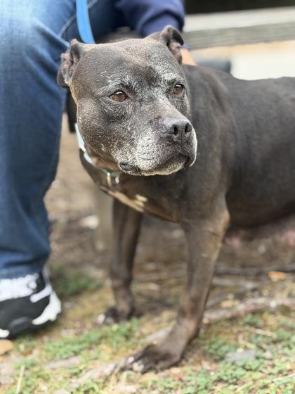 Matilda, Adoptable, Senior Female Pit Bull Terrier & Mixed Breed.