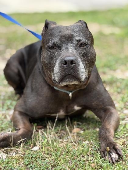 Matilda, a Adoptable mixed breed in King William, VA image 2/3