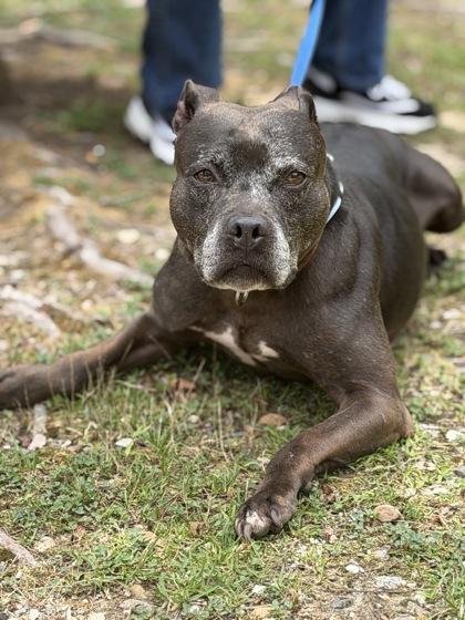 Matilda, a Adoptable mixed breed in King William, VA image 3/3