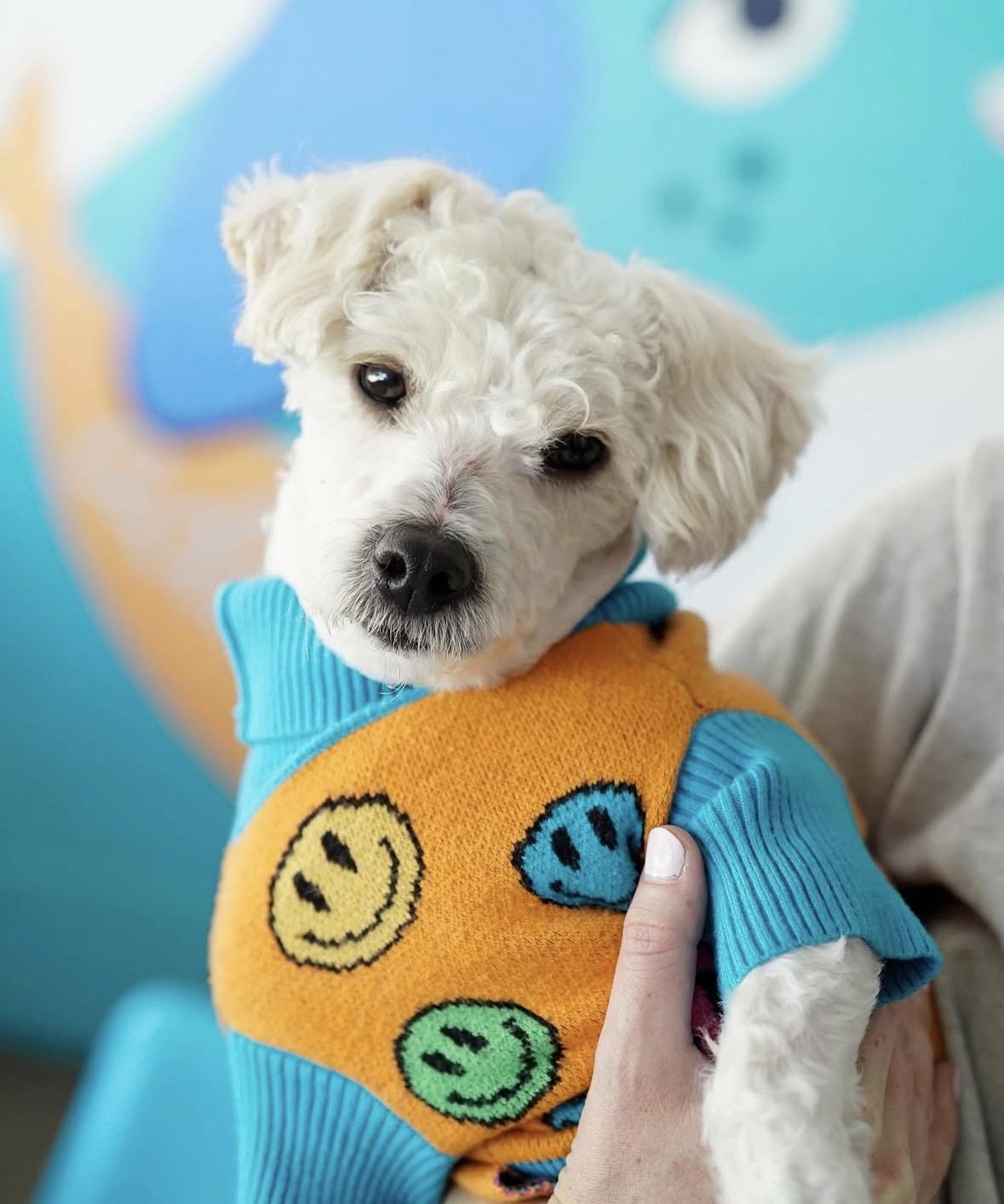 Starling, a ADOPTABLE Miniature Poodle in Pasadena, CA image 1/5