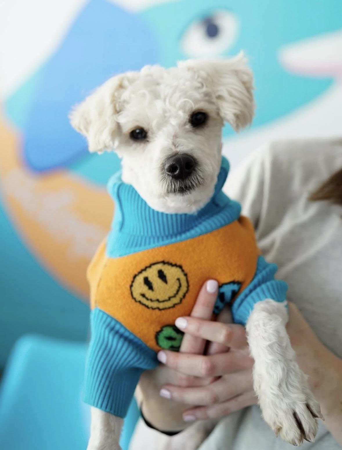 Starling, a ADOPTABLE Miniature Poodle in Pasadena, CA image 3/5