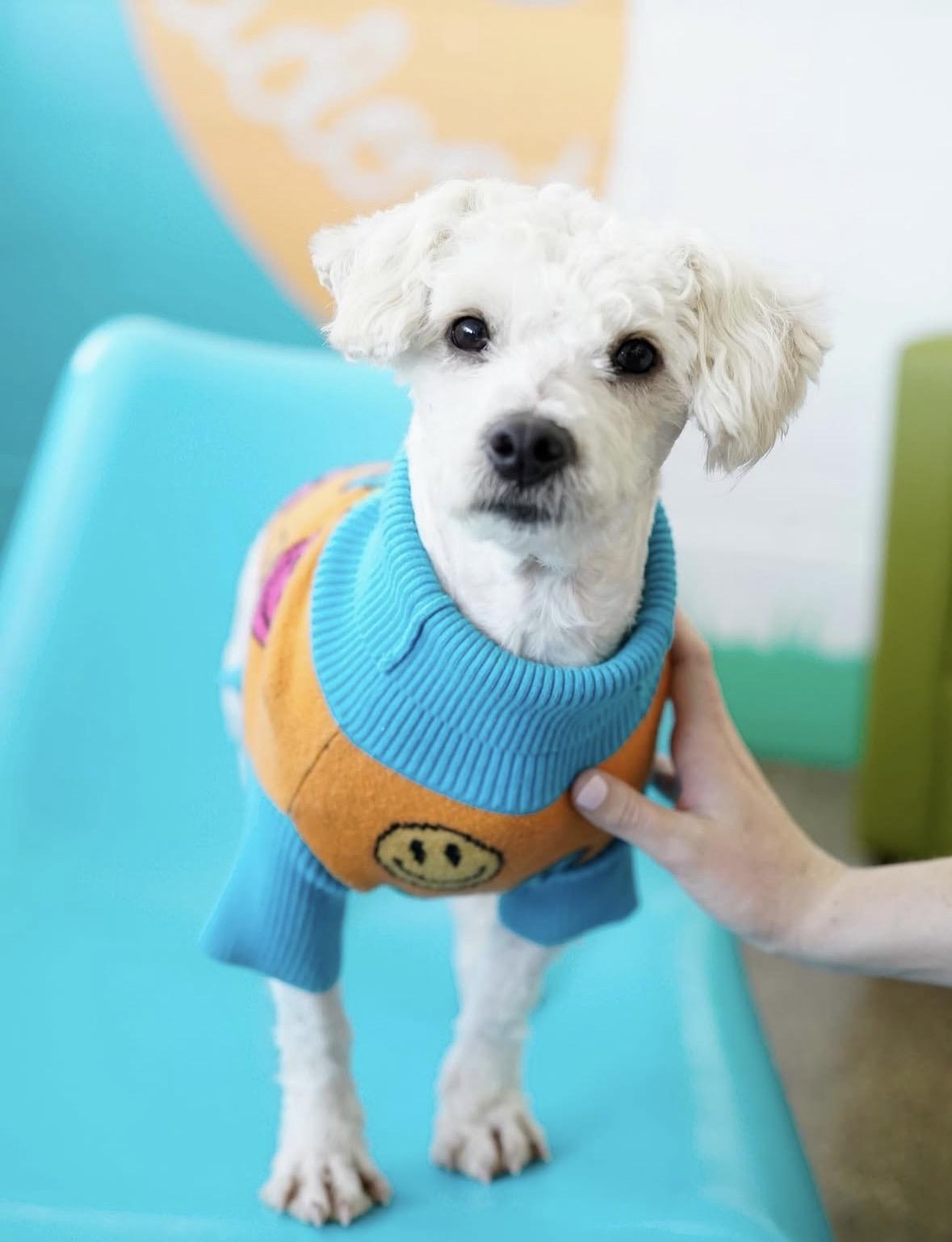 Starling, a ADOPTABLE Miniature Poodle in Pasadena, CA image 5/5