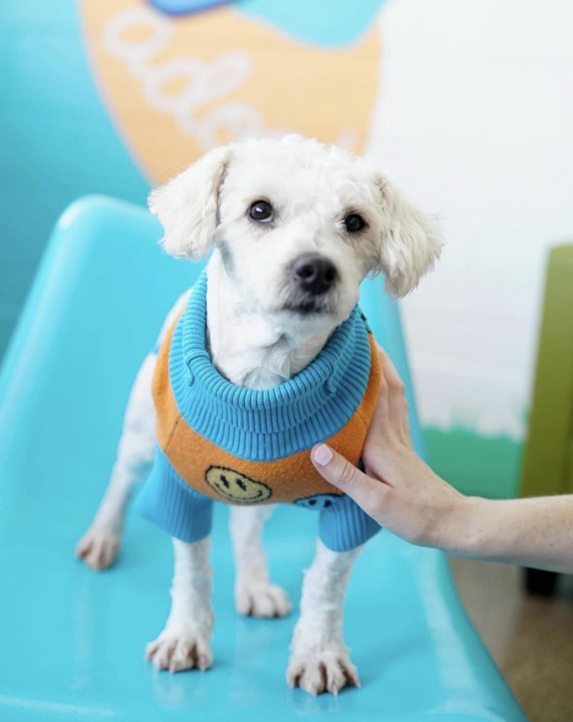 Starling, a ADOPTABLE Miniature Poodle in Pasadena, CA image 4/5