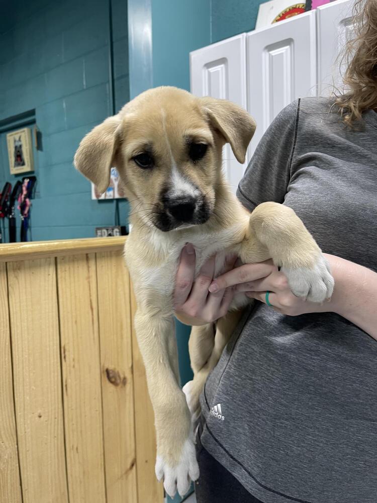 Enlarge Yoshi, a Adoptable mixed breed in Chattanooga, TN image 1/3