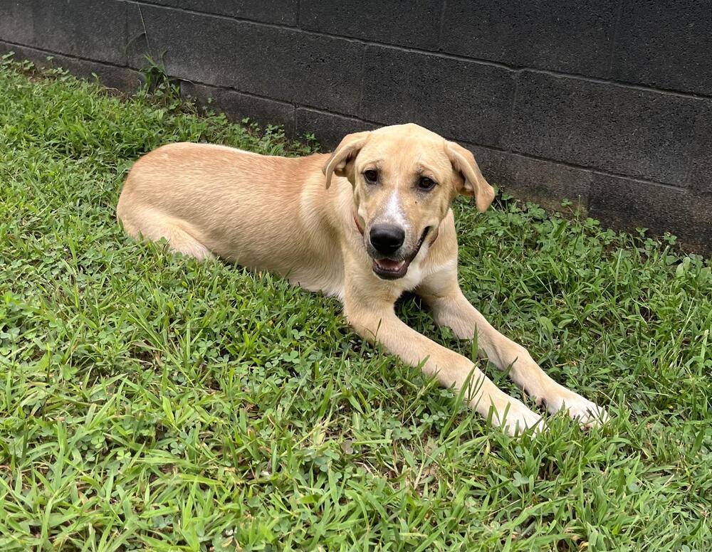 Enlarge Yoshi, a Adoptable mixed breed in Chattanooga, TN image 2/3