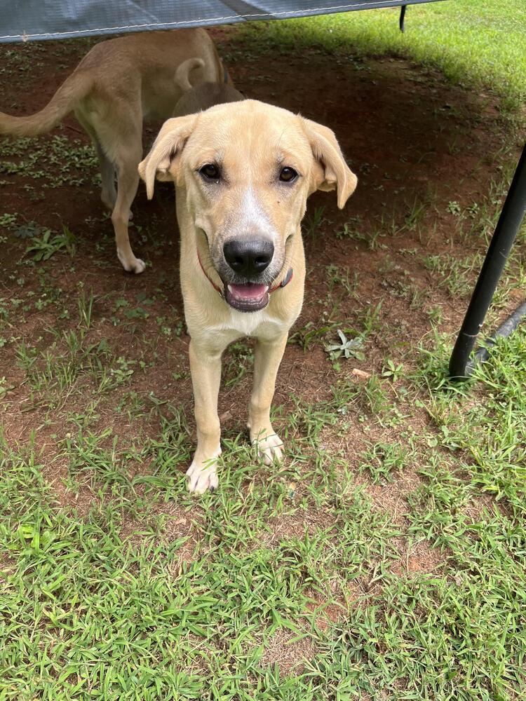 Enlarge Yoshi, a Adoptable mixed breed in Chattanooga, TN image 3/3