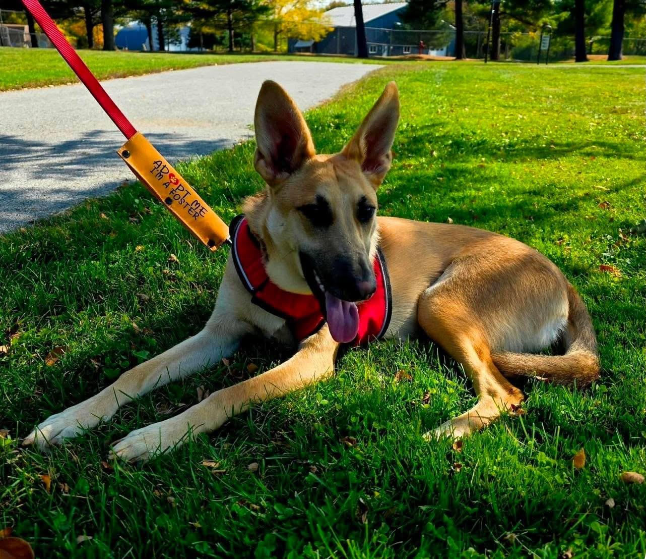 Enlarge Travis, a Adoptable mixed breed in Lacona, NY image 2/6