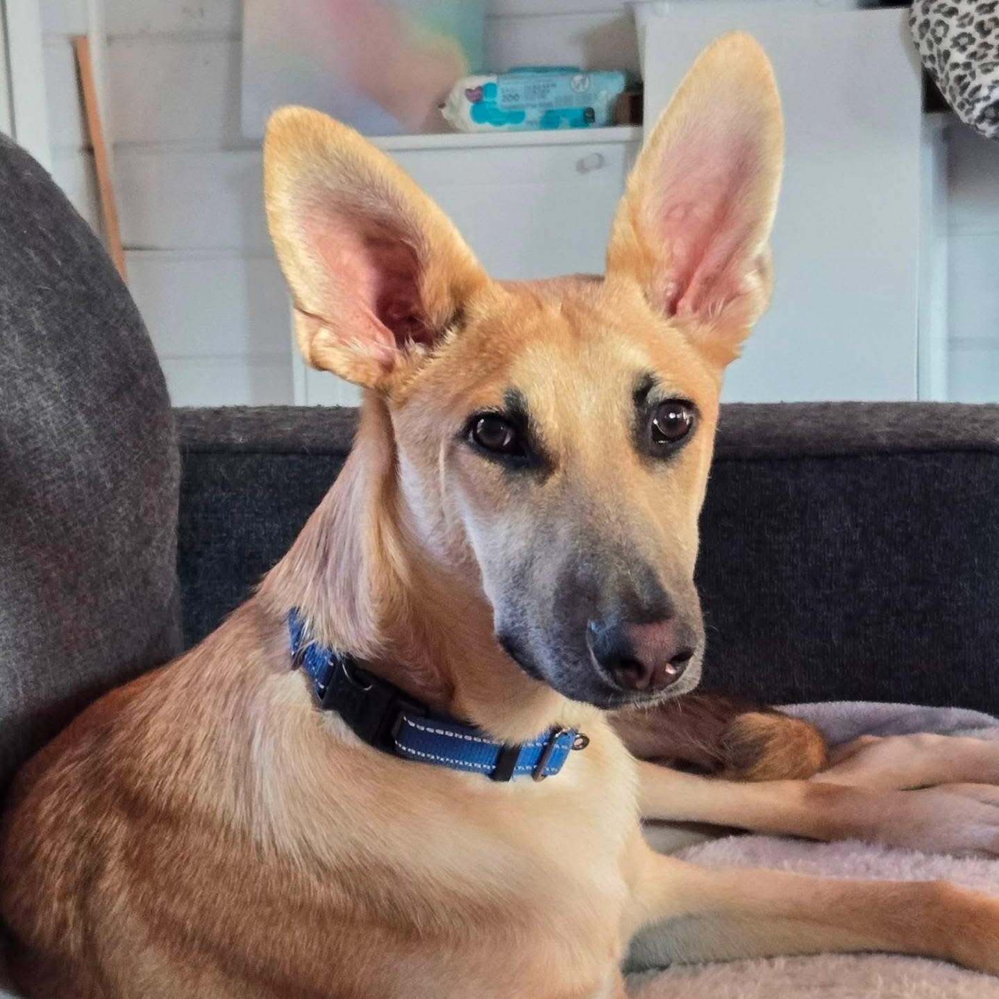 Travis, Adoptable, Puppy Male German Shepherd Dog.